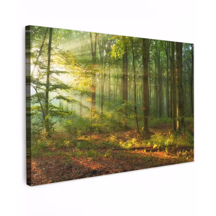 Zon - Bos - Bomen - Natuur - Herfst canvas 2cm klein -z3d