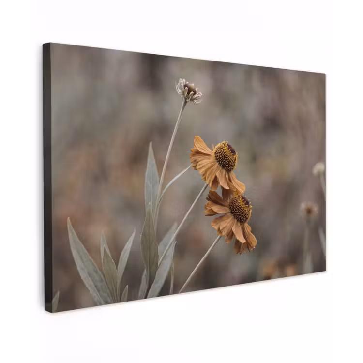 Zonnehoed - Droogbloemen - Geel - Warm canvas 2cm klein -z3d