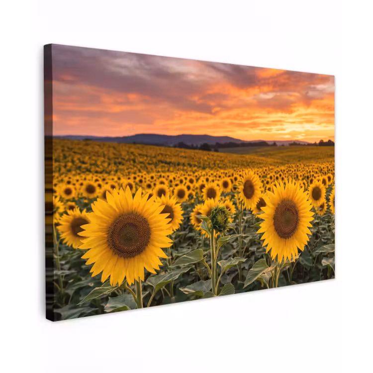 Zonnebloemen - Heuvellandschap - Geel canvas 2cm klein -z3d