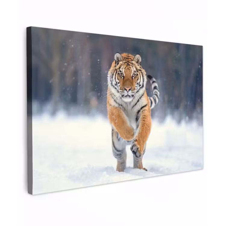 Tijger - Landschap - Sneeuw - Winter - Dieren canvas 2cm klein -z3d