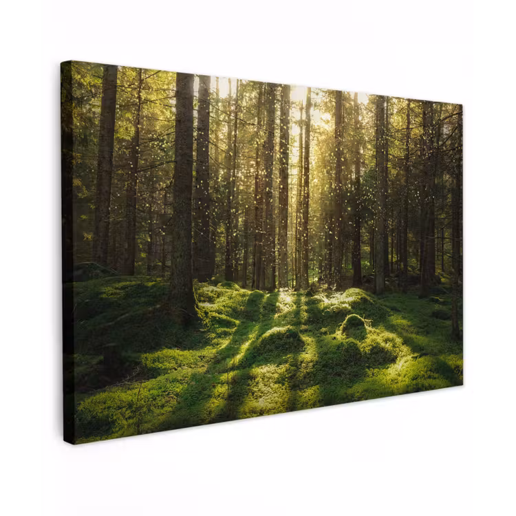 Bomen - Bos - Mos - Planten - Zon - Natuur canvas 2cm klein -z3d
