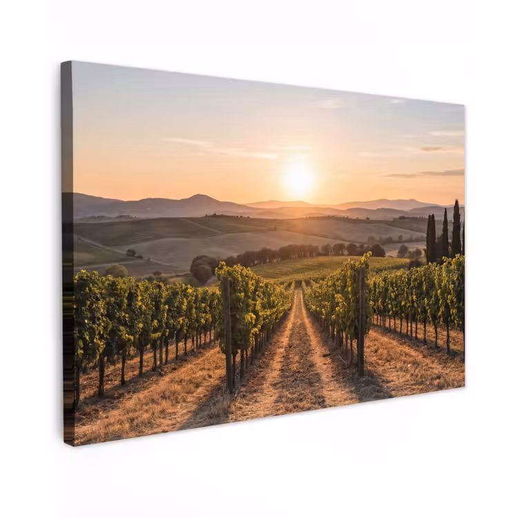 Wijngaard - Zonsondergang - Landschap canvas 2cm klein -z3d