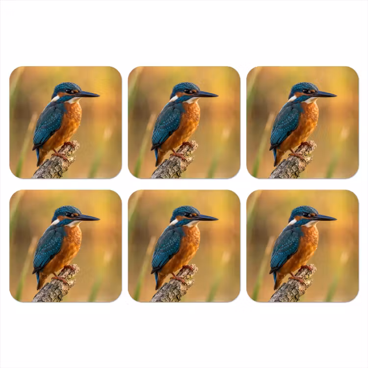 IJsvogel - Tak - Water - Kleurrijk - Levendig onderzetter kurk middel -3d