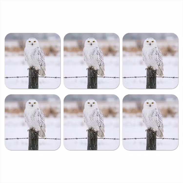 Sneeuwuil - Hek - Sneeuw - Wit onderzetter kurk middel -3d
