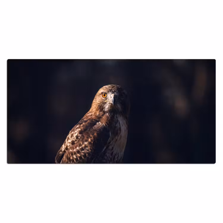Roofvogel - Buizerd - Bruin Muismat XXL klein -3d_leeg