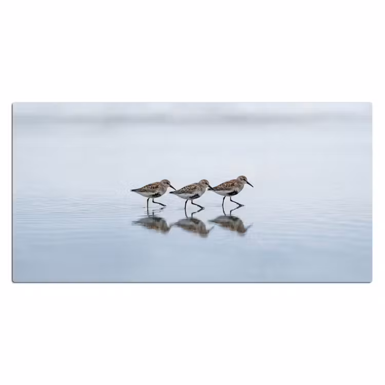 Vogels - Water - Grijs Muismat XXL klein -3d_leeg