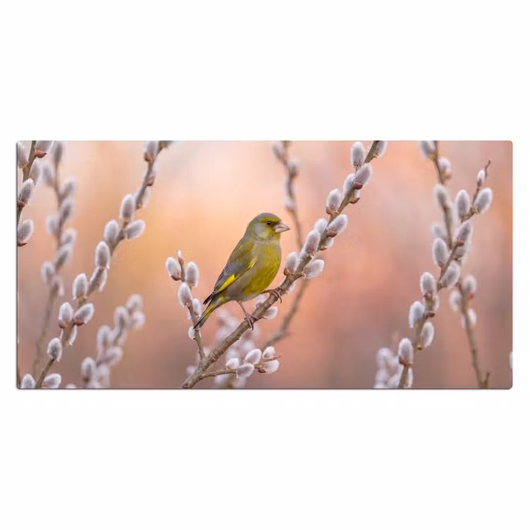 Groenling - Katjes - Lente - Natuur - Zacht Muismat XXL klein -3d_leeg