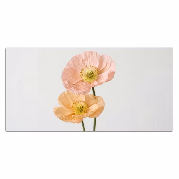 Papavers - Botanisch - Roze Muismat XXL klein -3d_leeg