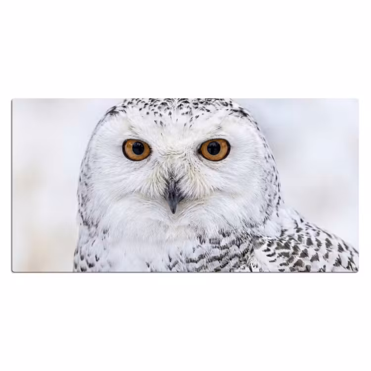 Sneeuwuil - Oog - Wildlife - Wit Muismat XXL klein -3d_leeg