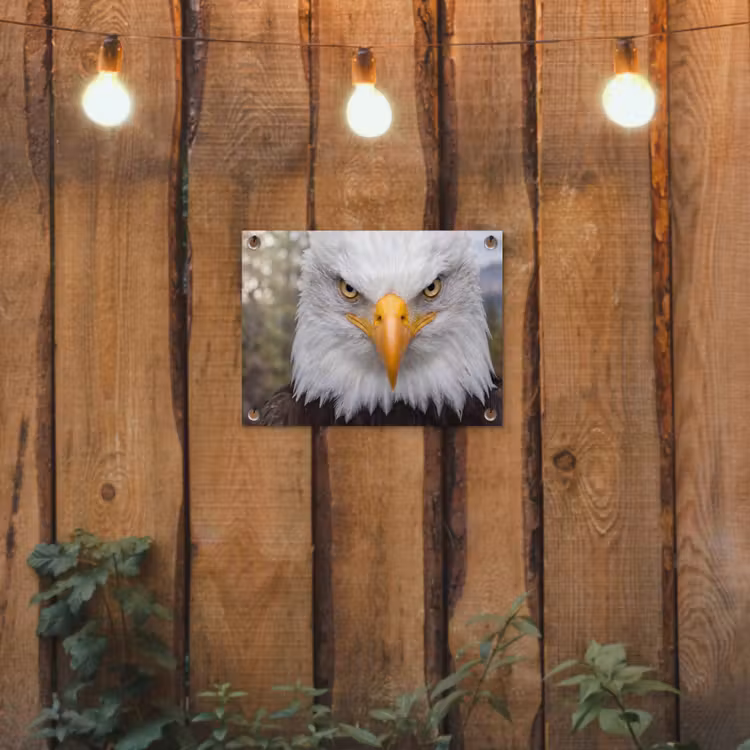 Amerikaans - Zeearend - Portret - Geel tuinposter los doek klein -sfeer1