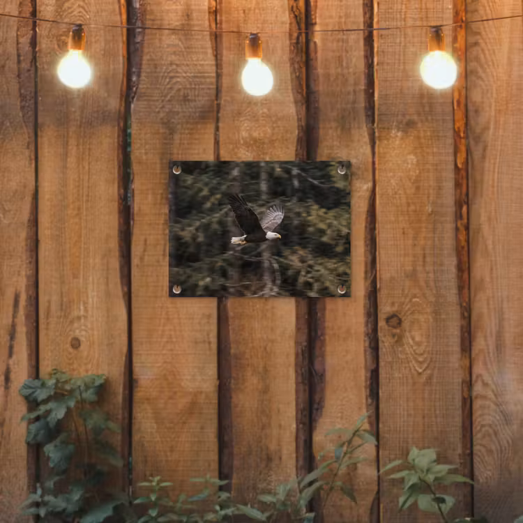 Zeearend - Vliegen - Bos - Natuur tuinposter los doek klein -sfeer1