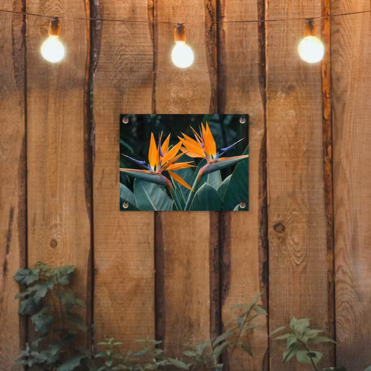 Paradijsvogel - Bloem - Exotisch tuinposter los doek klein -sfeer1