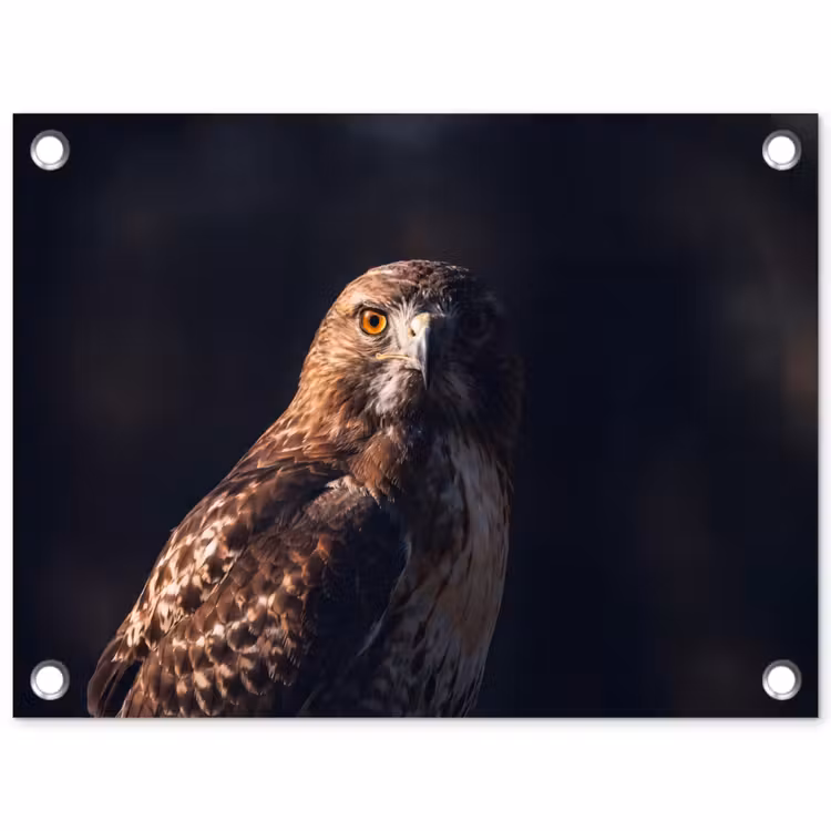 Roofvogel - Buizerd - Bruin tuinposter los doek klein -3d