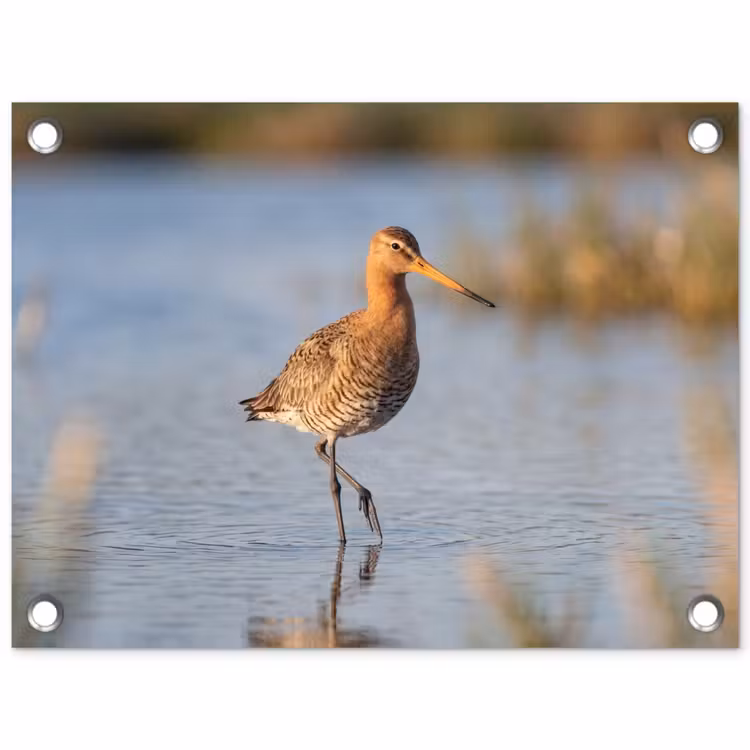 Vogel - Steltloper - Water - Natuur tuinposter los doek klein -3d