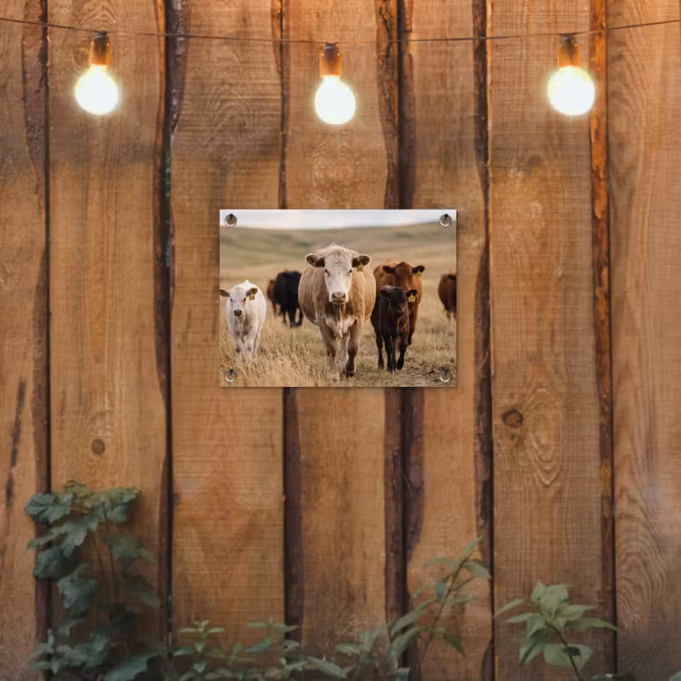 Runderen - Kudde - Landschap - Weide - Rustig tuinposter los doek klein -sfeer1