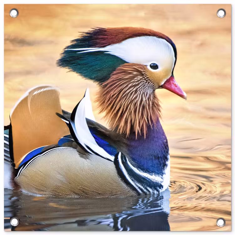 Close-up mandarijneend tuinposter los doek klein -3d