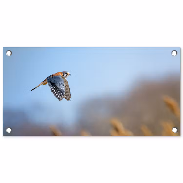 Kleurrijke valk aan het vliegen tuinposter los doek klein -3d