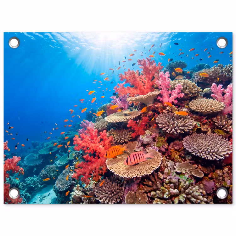 Koraalrif - Vissen - Onderwater - Tropisch - Rood tuinposter los doek klein -3d