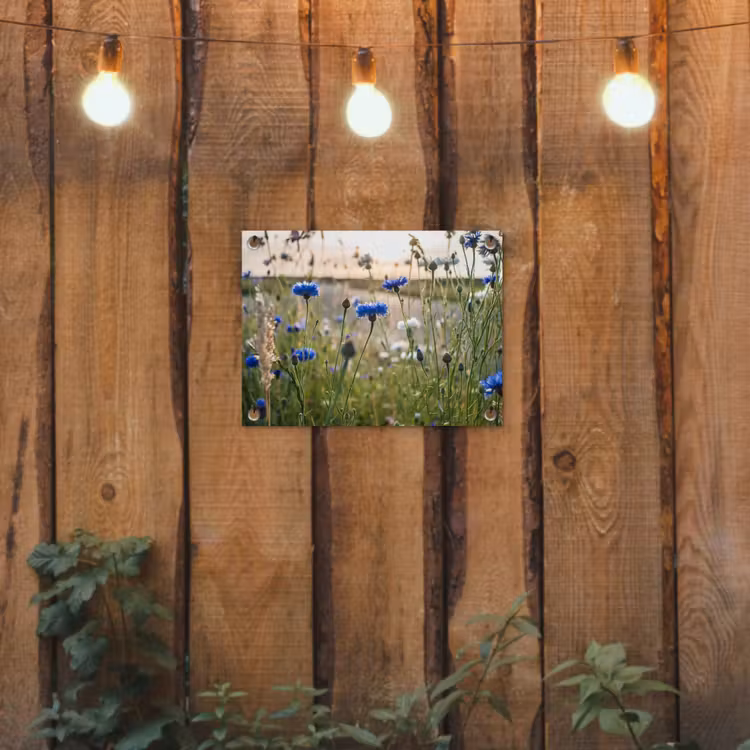 Korenbloemen in het avondlicht tuinposter los doek klein -sfeer1