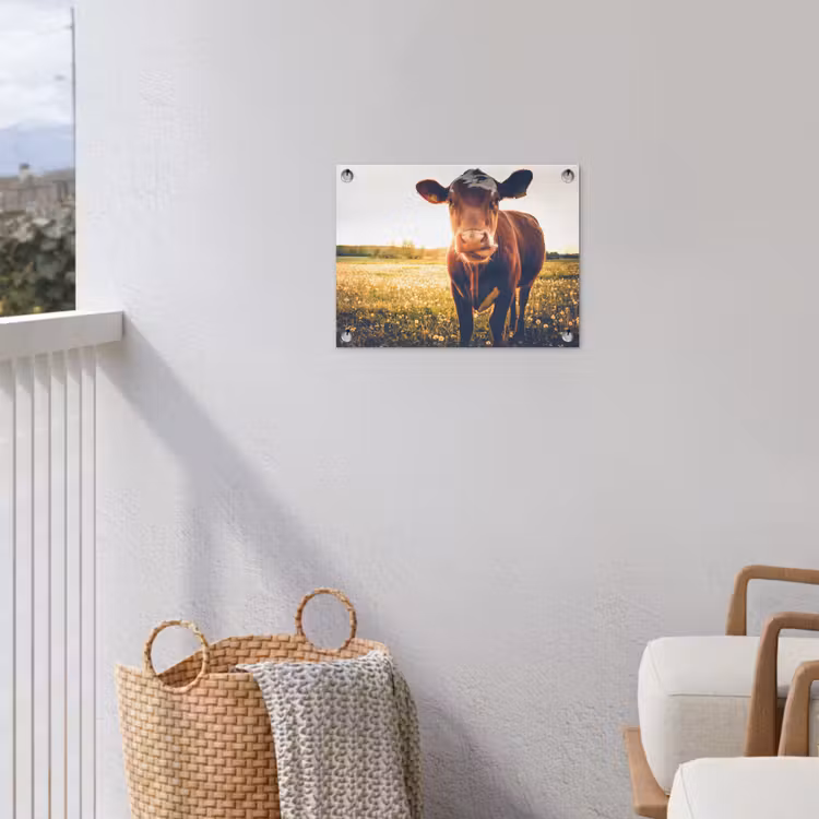 Koe bij zonsondergang op een veld vol paardenbloemen tuinposter los doek klein -sfeer8