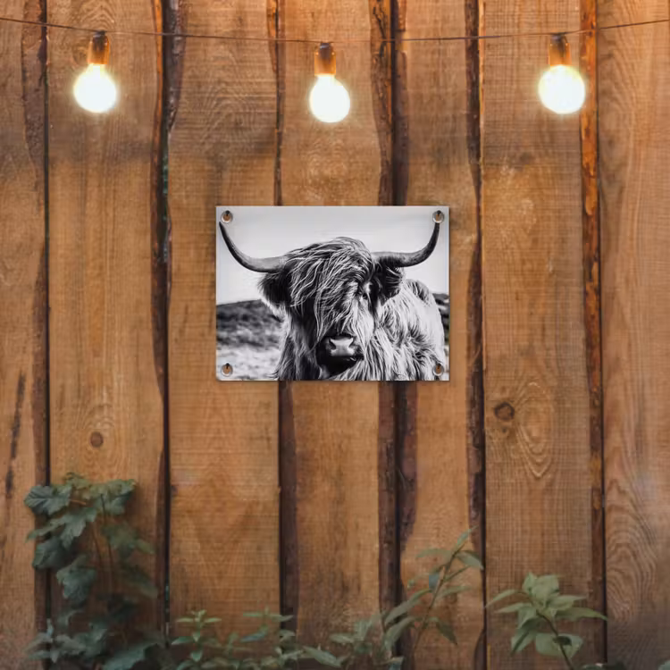 Koe - Schotse hooglander - Zwart - Wit - Dier - Natuur - Wild tuinposter los doek klein -sfeer1