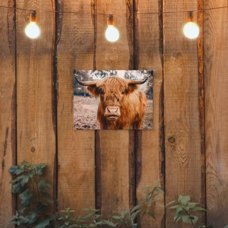 Koe- Schotse hooglander - Hoorns - Bruin - Landschap tuinposter los doek klein -sfeer1