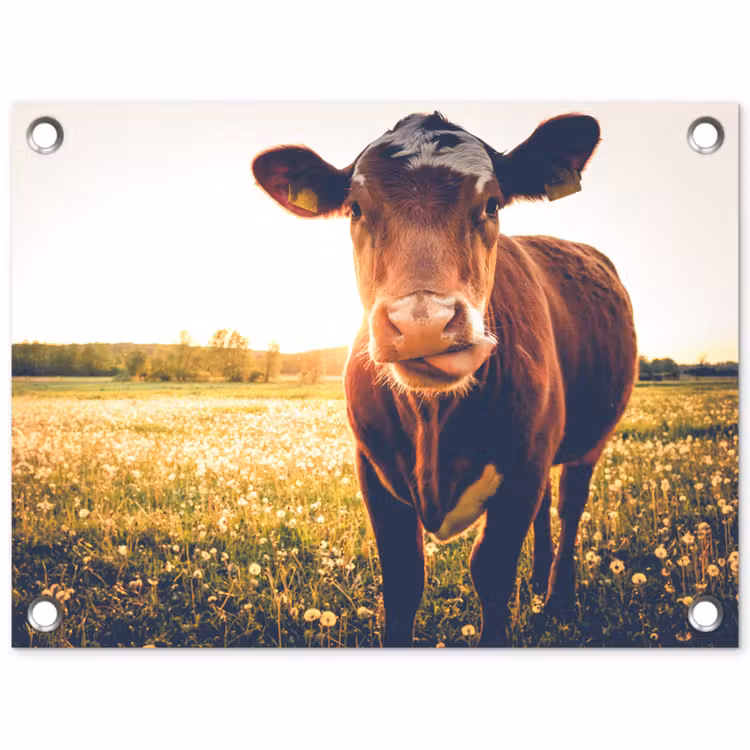 Koe - Zonsondergang - Bloemen - Gras - Dieren tuinposter los doek klein -3d