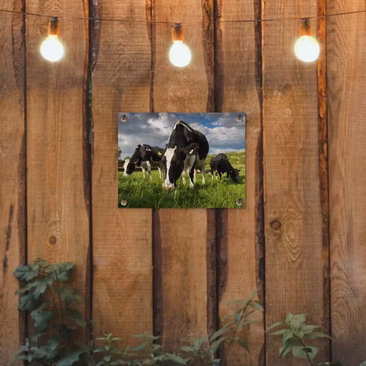 Koeien - Dieren - Gras - Weiland - Boerderij tuinposter los doek klein -sfeer1