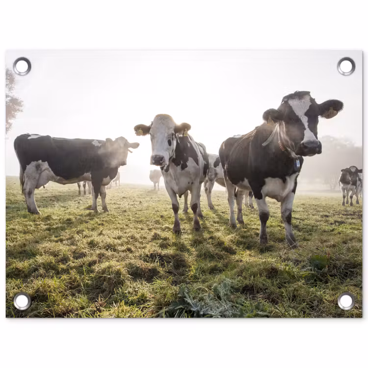 Koeien - Licht - Gras - Dieren tuinposter los doek klein -3d