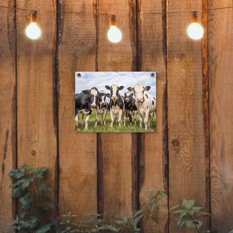 Koeien - Weiland - Dieren - Natuur - Gras tuinposter los doek klein -sfeer1