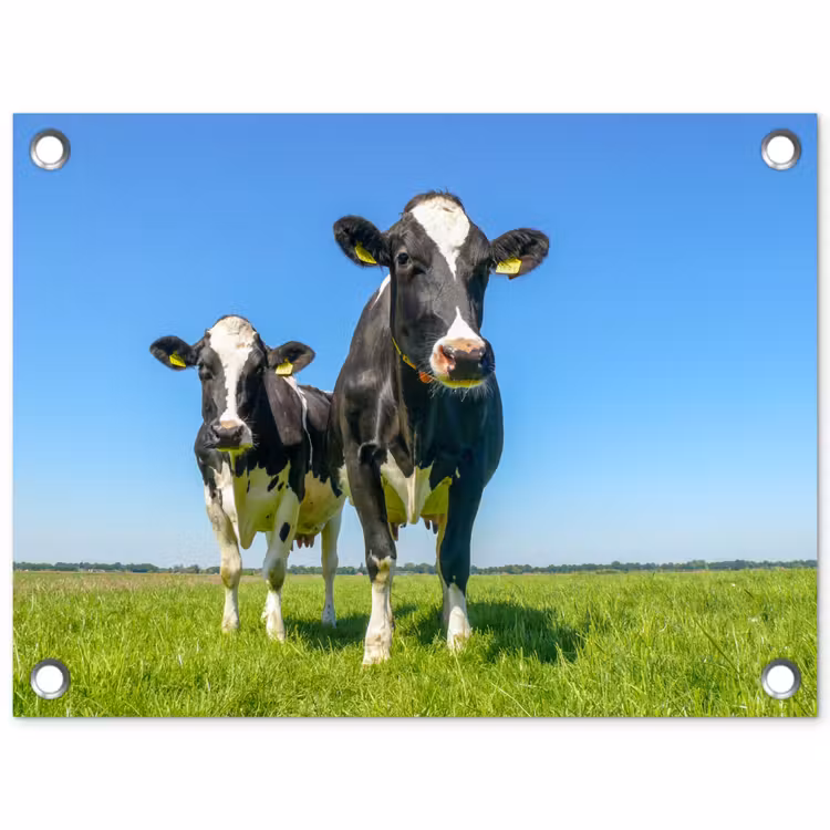 Koeien - Weiland - Gras - Dieren - Boerderij tuinposter los doek klein -3d
