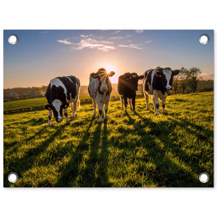 Koeien - Zon - Gras - Dieren - Boerderij tuinposter los doek klein -3d