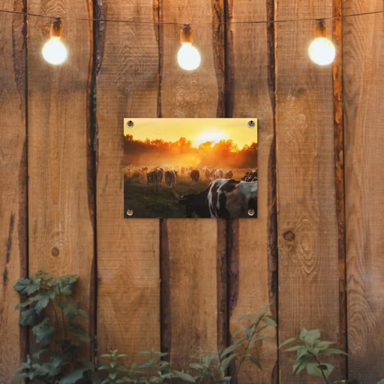 Koeien - Zonsondergang - Weiland - Dieren tuinposter los doek klein -sfeer1
