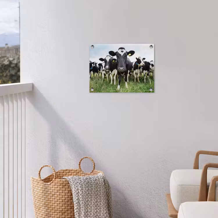 Nieuwsgierige koeien tuinposter los doek klein -sfeer8