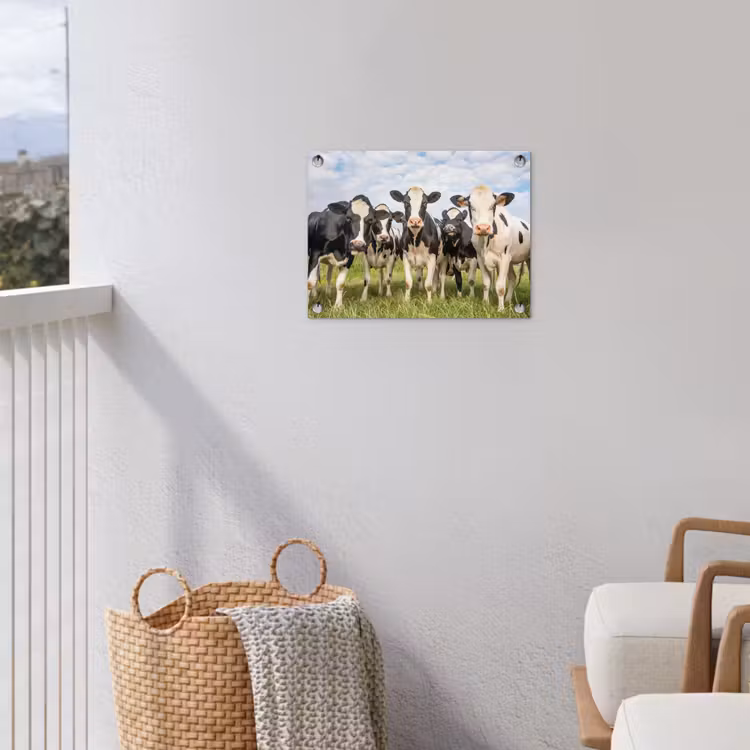 Nieuwsgierige koeien in de wei tuinposter los doek klein -sfeer8