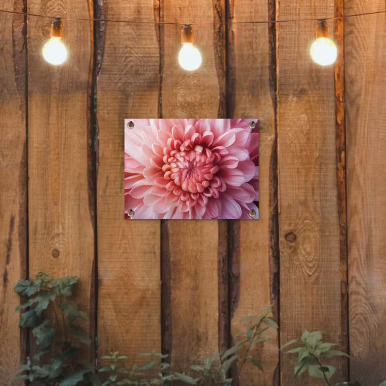 Dahlia - Bloem - Close up - Roze tuinposter los doek klein -sfeer1