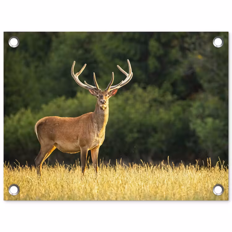 Hert - Gewei - Gras - Natuur - Dieren - Groen tuinposter los doek klein -3d