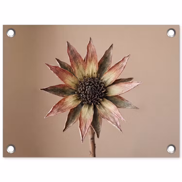 Droogbloem - Protea - Vintage - Beige - Rustiek tuinposter los doek klein -3d
