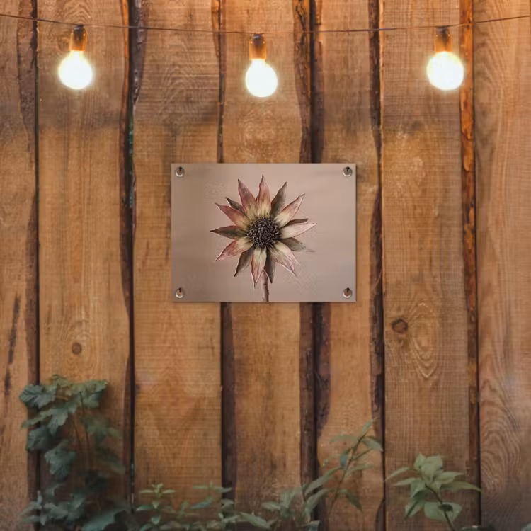 Droogbloem - Protea - Vintage - Beige - Rustiek tuinposter los doek klein -sfeer1