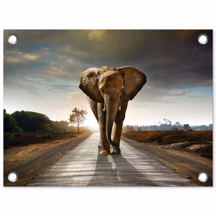 Olifant op een verlaten weg tuinposter los doek klein -3d