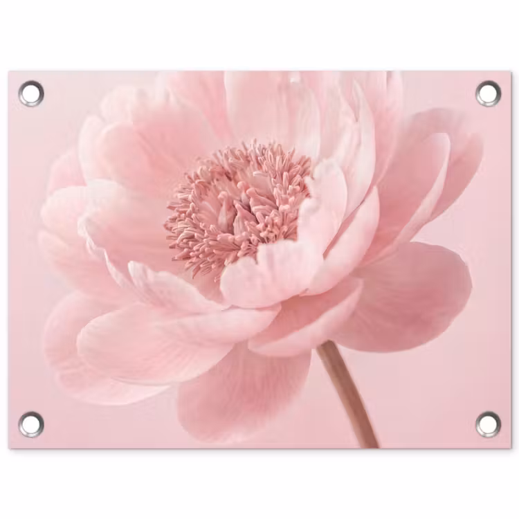Bloem - Pioenroos - Roze tuinposter los doek klein -3d