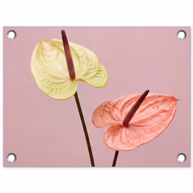 Bloemen - Anthuriums - Geel - Roze tuinposter los doek klein -3d