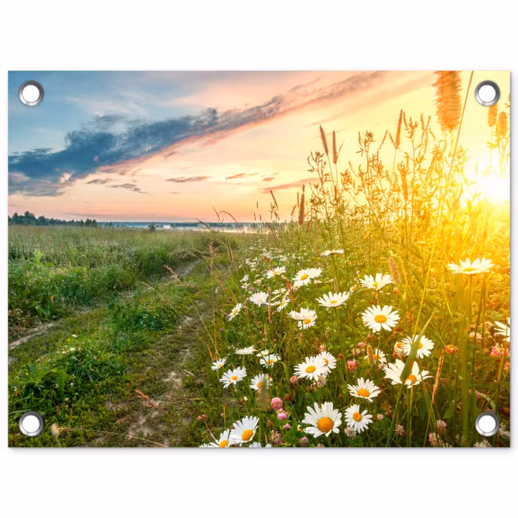 Bloemen - Madelief - Natuur - Zon - Horizon tuinposter los doek klein -3d