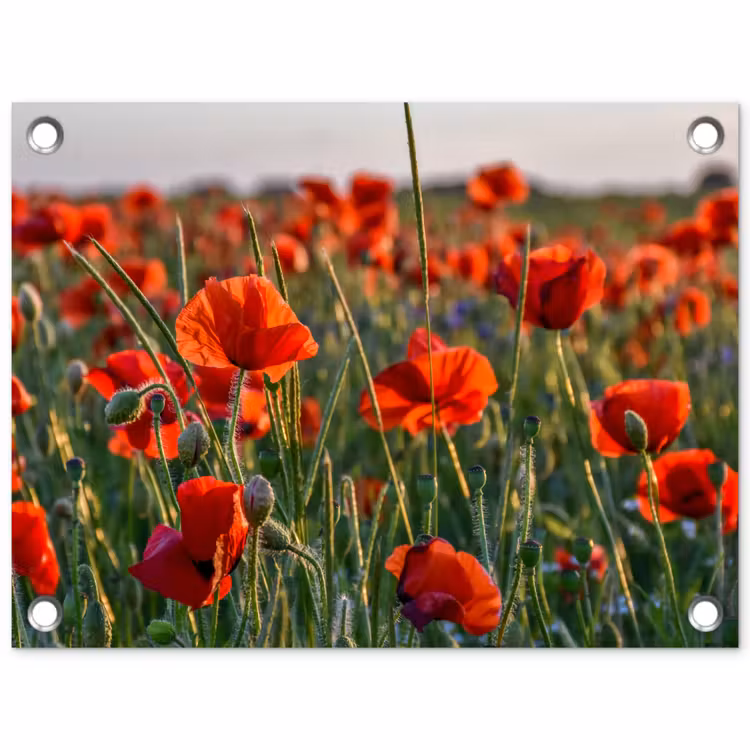 Bloemen - Klaprozen - Natuur - Rood tuinposter los doek klein -3d
