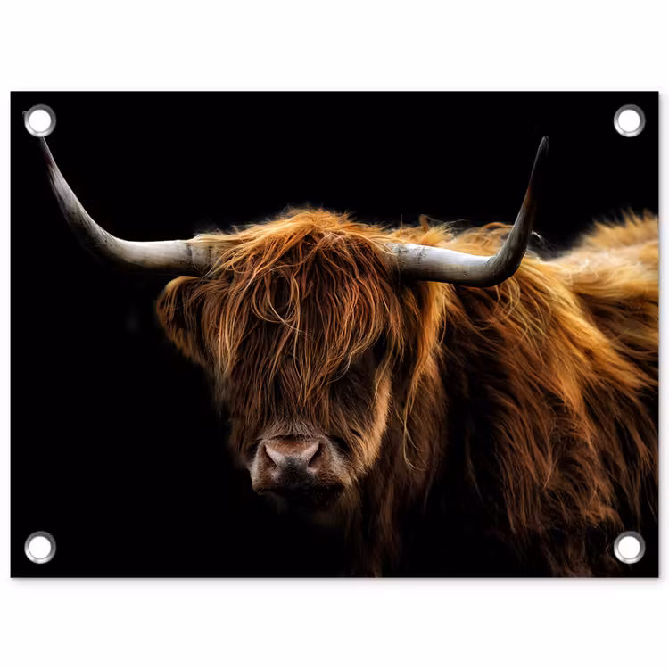 Hooglander tegen Zwarte Achtergrond tuinposter los doek klein -3d