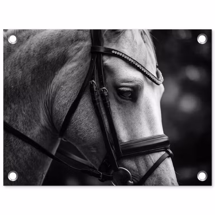 Paard - Schimmel - Portret tuinposter los doek klein -3d