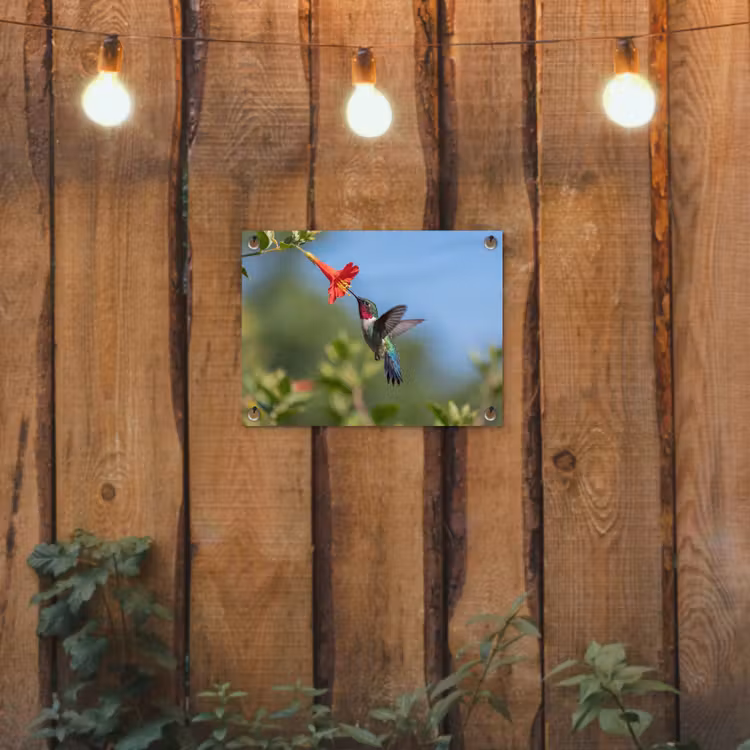 Kolibrie - Bloem - Natuur - Groen tuinposter los doek klein -sfeer1