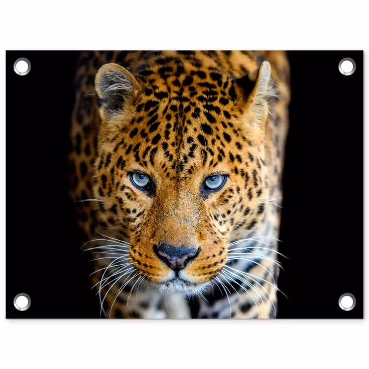 Luipaard - Dieren - Portret - Wilde dieren - Zwart tuinposter los doek klein -3d