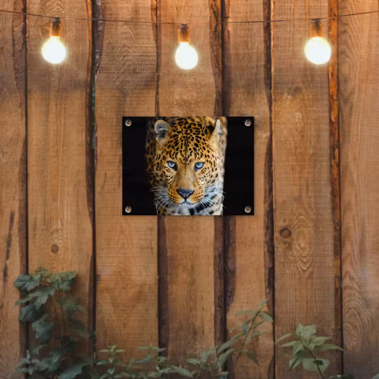 Luipaard - Dieren - Portret - Wilde dieren - Zwart tuinposter los doek klein -sfeer1
