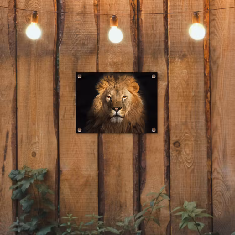 Leeuw - Dieren - Zwart - Licht - Bruin - Portret tuinposter los doek klein -sfeer1
